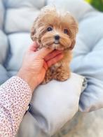 Exclusieve Maltipoo F1 Pup ( Maltezer/Aziatische Toy Poedel), Poedel, Particulier, Rabiës (hondsdolheid), 8 tot 15 weken