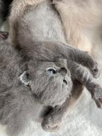 Britse korthaar mix Maine Coon kittens, Dieren en Toebehoren, Katten en Kittens | Raskatten | Korthaar, Kater, Gechipt, 0 tot 2 jaar