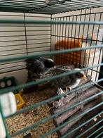 Cochin kriel kuikens 8 stuks, Dieren en Toebehoren, Geslacht onbekend, Kip