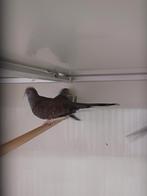 Diverse Diamantduifjes Bruine/rode en grijze, Dieren en Toebehoren, Meerdere dieren, Tropenvogel