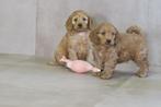 Cockapoo pups reutjes ( Cocker Spaniel x Dwerg Poedel ), Dieren en Toebehoren, Poedel, Nederland, Reu, CDV (hondenziekte)