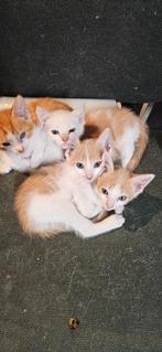 Kittens te koop, Dieren en Toebehoren, Katten en Kittens | Overige Katten