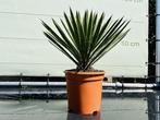 Palmboom - Yucca Filifera- hoogte 50 cm, In pot, Zomer, Volle zon, Ophalen of Verzenden