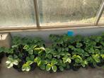 Aardbeiplanten, Ophalen, Overige soorten, Volle zon