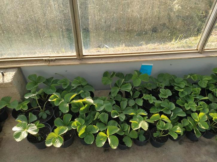 Aardbeiplanten, Tuin en Terras, Planten | Tuinplanten, Overige soorten, Volle zon, Ophalen