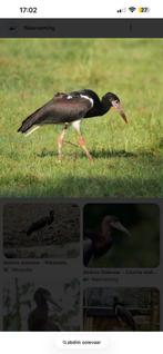 Abdim ooievaar 25, April, Mannelijk