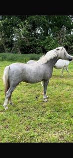 Welsh a merrie, Dieren en Toebehoren, Pony's, Merrie, A pony (tot 1.17m), Gechipt, 0 tot 2 jaar
