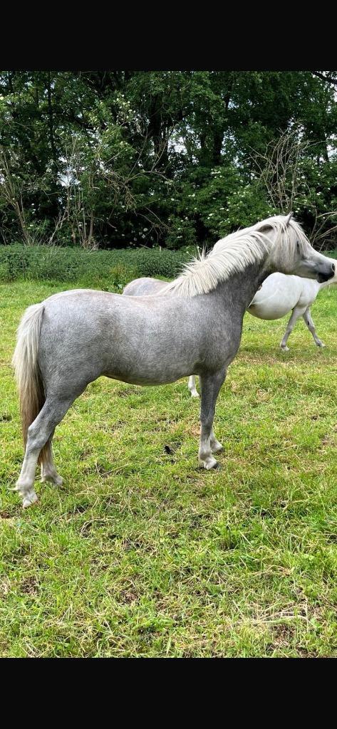 Welsh a merrie, Dieren en Toebehoren, Pony's, Merrie, A pony (tot 1.17m), 0 tot 2 jaar, Met stamboom, Gechipt, Ontwormd