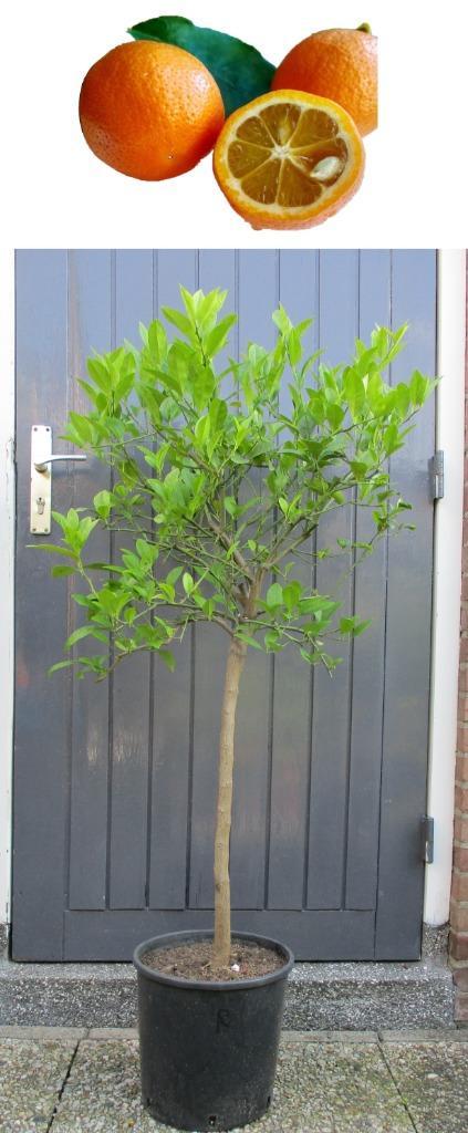 2 Oranje Limoen- Citrus Limetta Rossa Di Rangpur +15 Vruchte, Tuin en Terras, Planten | Fruitbomen, Overige soorten, 100 tot 250 cm