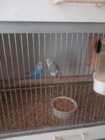 grasparkieten, Dieren en Toebehoren, Vogels | Parkieten en Papegaaien, Meerdere dieren, Parkiet