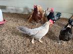 Leghorn isabel patrijs, 4 hennen., Dieren en Toebehoren, Pluimvee, Vrouwelijk, Kip