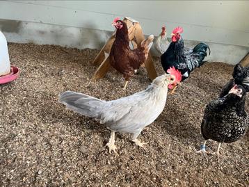 Leghorn isabel patrijs, 4 hennen. beschikbaar voor biedingen
