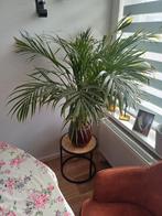 Mooie grote palm plant 10 euro, Huis en Inrichting, Kamerplanten, Palm, Ophalen of Verzenden, Halfschaduw
