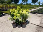 Pluimhortensia’s, Ophalen of Verzenden, Zomer, Overige soorten, Volle zon
