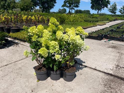 Pluimhortensia’s, Tuin en Terras, Planten | Tuinplanten, Overige soorten, Volle zon, Zomer, Ophalen of Verzenden