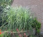 Pampasgras, Volle zon, Vaste plant, Zomer, Ophalen