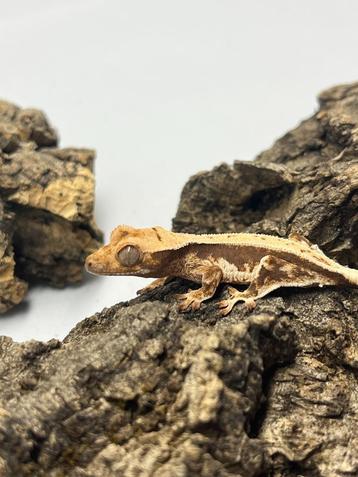 Baby Wimpergekko 0.0.1 | Lilly White Full Pinstripe beschikbaar voor biedingen