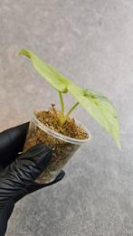 Alocasia Silver Dragon GoG Variegata #2, Ophalen of Verzenden, Halfschaduw, Minder dan 100 cm