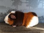 Choco-goud-wit zeugje, Dieren en Toebehoren, Knaagdieren, Cavia, April, Vrouwelijk, Tam