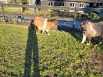 Mini  veulen, Dieren en Toebehoren, Hengst, A pony (tot 1.17m), Gechipt, 0 tot 2 jaar