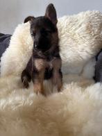 Duitse Herder pups – rechte rug, Dieren en Toebehoren, 8 tot 15 weken, Meerdere dieren, Eén hond, Herder