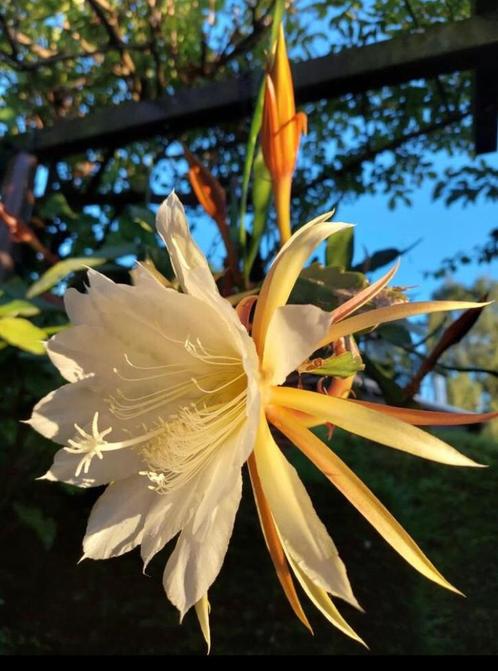 Orchideeën cactus de witte Koningin van de nacht 21cm, Huis en Inrichting, Kamerplanten, Cactus, Minder dan 100 cm, Bloeiende kamerplant