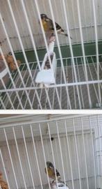 Citroenborst Edelzanger Man, Mannelijk, Tropenvogel, Geringd