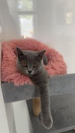 Britste korthaar, Dieren en Toebehoren, Katten en Kittens | Raskatten | Korthaar, Poes, Ontwormd, 0 tot 2 jaar