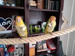 2 roestkop caique papegaaien zussen, Dieren en Toebehoren, Vrouwelijk, Papegaai