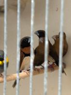 Koppel bruinborst rietvinken, Meerdere dieren