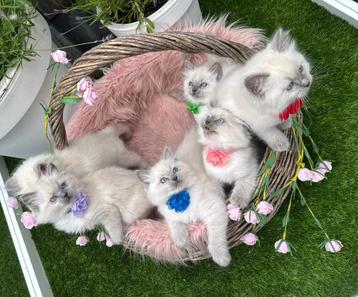 Raszuivere Ragdoll Blue Point Kittens mogen verhuizen beschikbaar voor biedingen