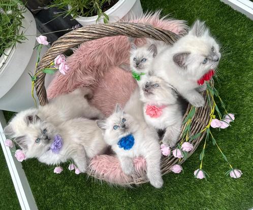 Raszuivere Ragdoll Blue Point Kittens mogen verhuizen, Dieren en Toebehoren, Katten en Kittens | Raskatten | Langhaar, Kater, 0 tot 2 jaar
