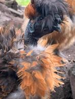 PRACHTIGE UNIEKE krulveer kaalnek zijdehoen, Dieren en Toebehoren, Pluimvee, Mannelijk, Kip