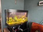 Juwel Visio 180 compleet met meubel, planten en vissen., Ophalen, Zo goed als nieuw, Gevuld zoetwateraquarium