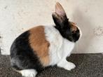 Hollander driekleur, Dieren en Toebehoren, Konijnen, Meerdere dieren, Groot