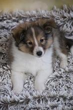 Betoverende Sheltie-puppy's zoeken een liefdevol thuis, Dieren en Toebehoren, Particulier, Keeshond, CDV (hondenziekte), 8 tot 15 weken