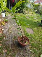 Tamme kastanje, Tuin en Terras, Ophalen, Volle zon, Overige soorten