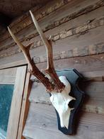 Fors gewei reebok ree 6 ender landelijk, Ophalen of Verzenden, Hert, Gewei of Kop