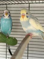 Jonge parkieten parkietje grasparkiet grasparkietjes, Meerdere dieren, Parkiet, Tam