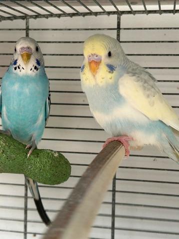 Jonge parkieten parkietje grasparkiet grasparkietjes beschikbaar voor biedingen