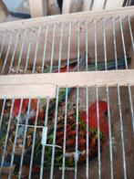 mutatie rosella,s, Dieren en Toebehoren, Vogels | Parkieten en Papegaaien, Meerdere dieren, Parkiet, Geringd