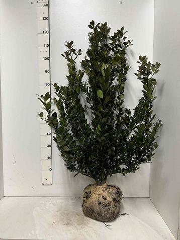 Ilex meserveae Heckenblau - Blauwe Hulst beschikbaar voor biedingen