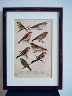 Litho Floericke Groenling Kneuter Frater Sijs Vink 1922, Ophalen of Verzenden