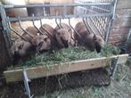 Ram lammeren te koop., Mannelijk, Schaap
