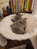 Britse korthaar kittens, Meerdere dieren, Ontwormd, 0 tot 2 jaar