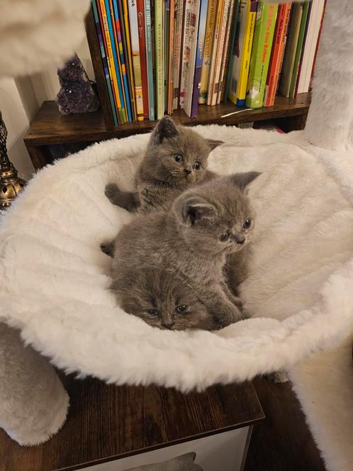 Britse korthaar kittens, Dieren en Toebehoren, Katten en Kittens | Raskatten | Korthaar, Meerdere dieren, 0 tot 2 jaar, Ontwormd
