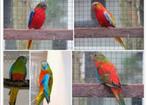te koop een roodbuik turqusiene man voor vijfentwintig euro, Dieren en Toebehoren, Vogels | Parkieten en Papegaaien, Mannelijk