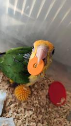 Baby caique, Geslacht onbekend, Papegaai