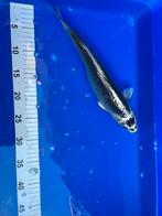 Koi karper, Dieren en Toebehoren, Vissen | Vijvervissen, Karper of Koi
