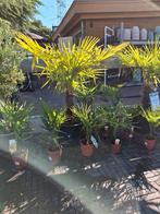 Palmbomen nu met super korting 50%, 100 tot 250 cm, Zomer, Palmboom, Ophalen